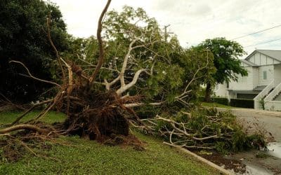 Does Home Insurance Cover Fallen Trees in Arkansas