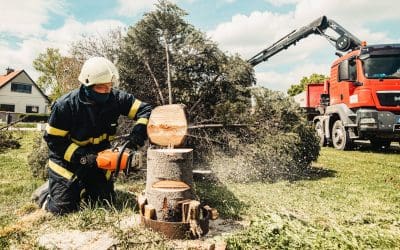 Does Home Insurance Cover Tree Removal in Arkansas?