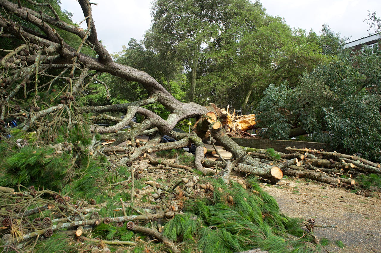 Homeowners insurance claim for tree damage in Arkansas