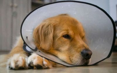 Does Pet Insurance Cover Spaying or Neutering?