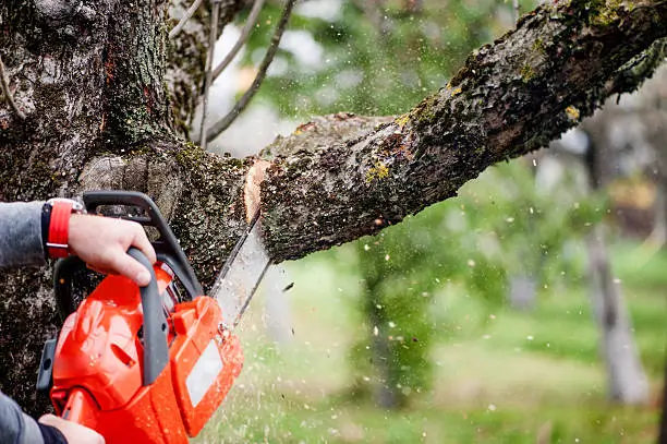 a person cutting a tree with a chainsaw